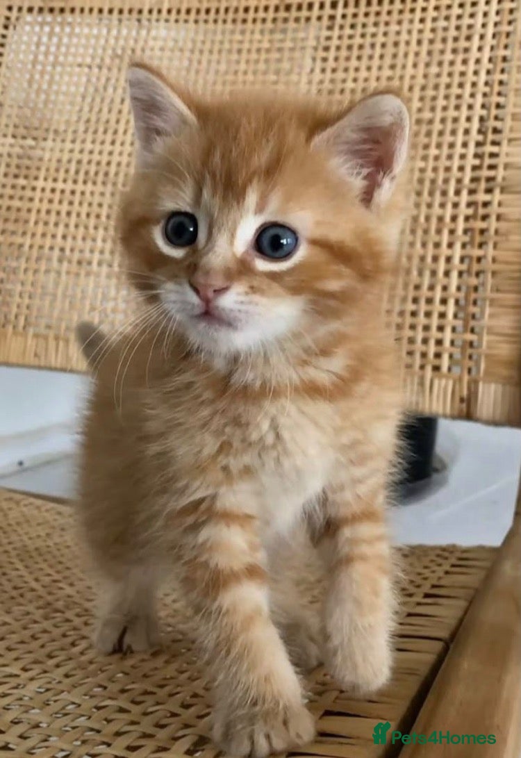 Mixed Breed cats for sale: Cute ginger kitten  (8 weeks old) - Advert 11