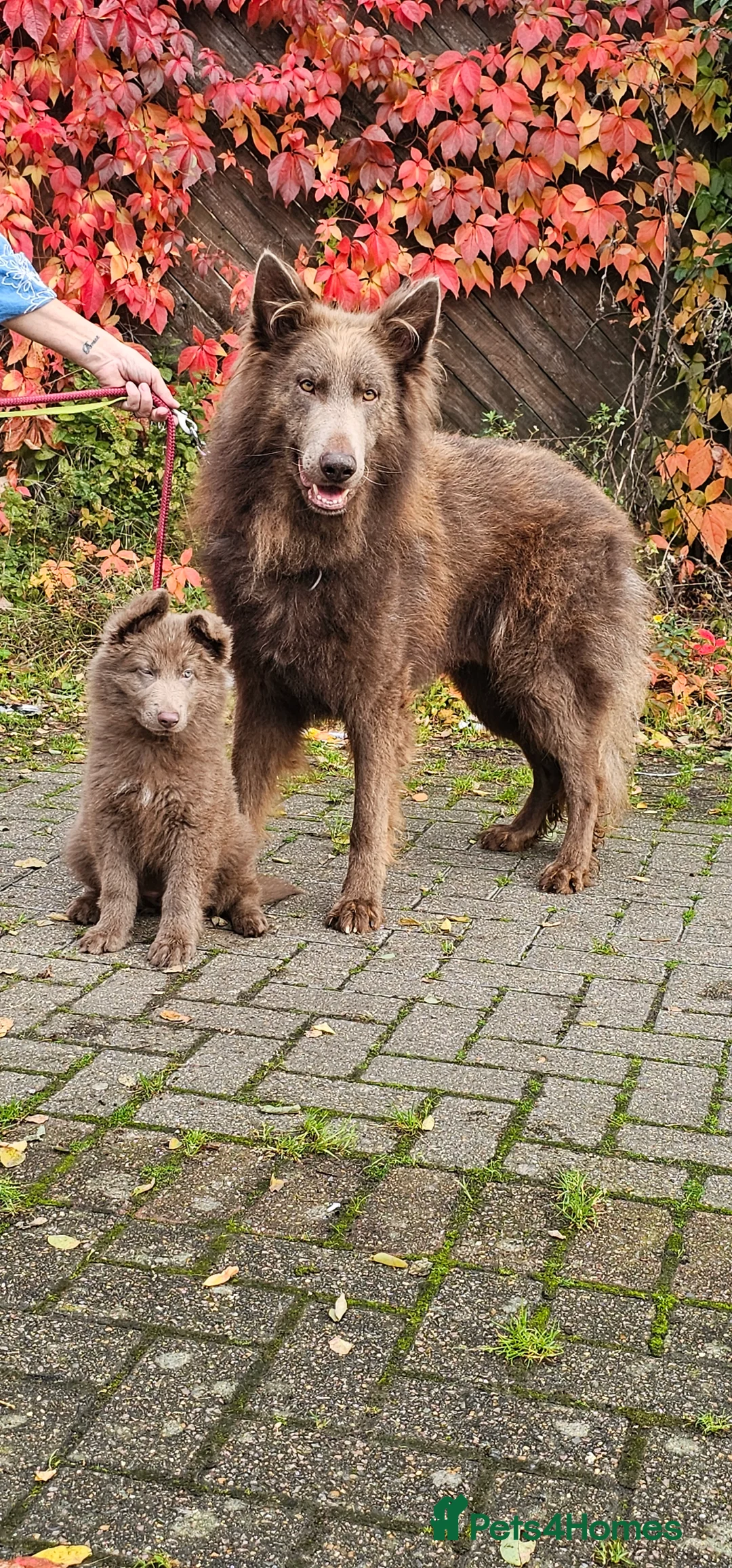 German Shepherd dogs for stud: Kc health tested solid isabella gsd in Bedford - Advert 5