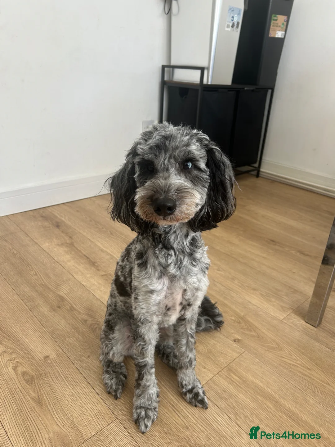 Cockapoo dogs for stud: F2 Cockapoo Stud in Hayling Island - Advert 1