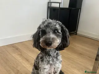 Cockapoo dogs F2 Cockapoo Stud - Advert 1