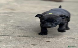 Staffordshire Bull Terrier dogs for sale: KC CHAMPION LINES STAFFORDSHIRE BULL TERRIER PUPS  - Image 10