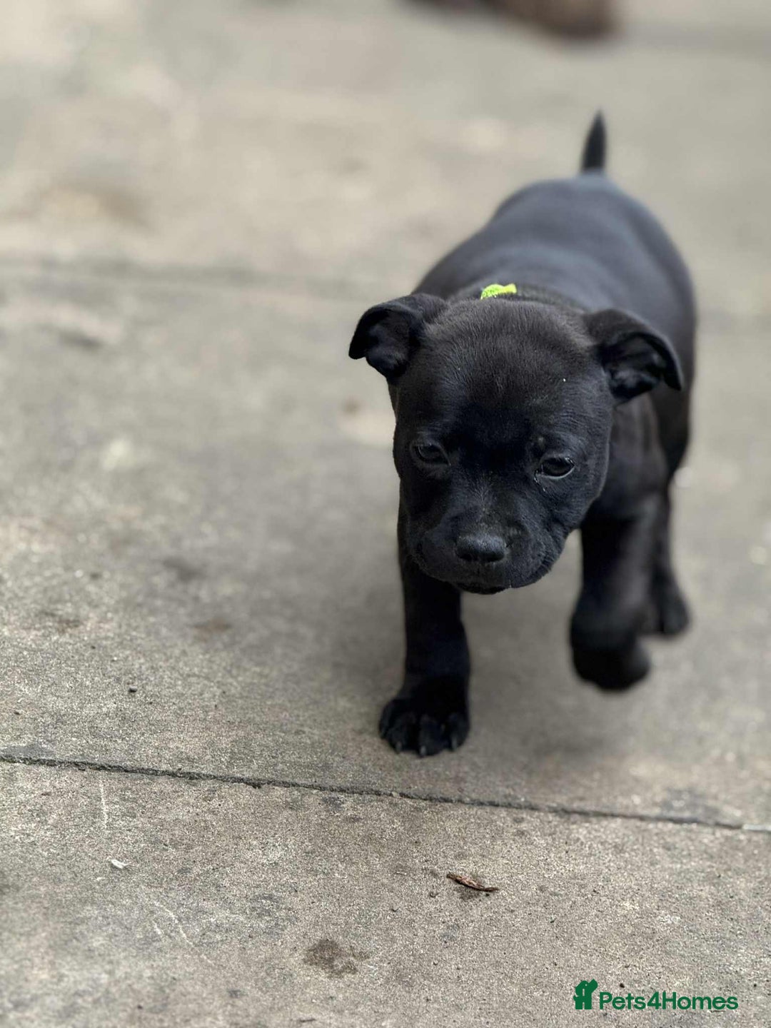Staffordshire Bull Terrier dogs for sale: KC CHAMPION LINES STAFFORDSHIRE BULL TERRIER PUPS  - Image 10