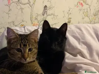 Mixed Breed cats Mischief and storm - Advert 14