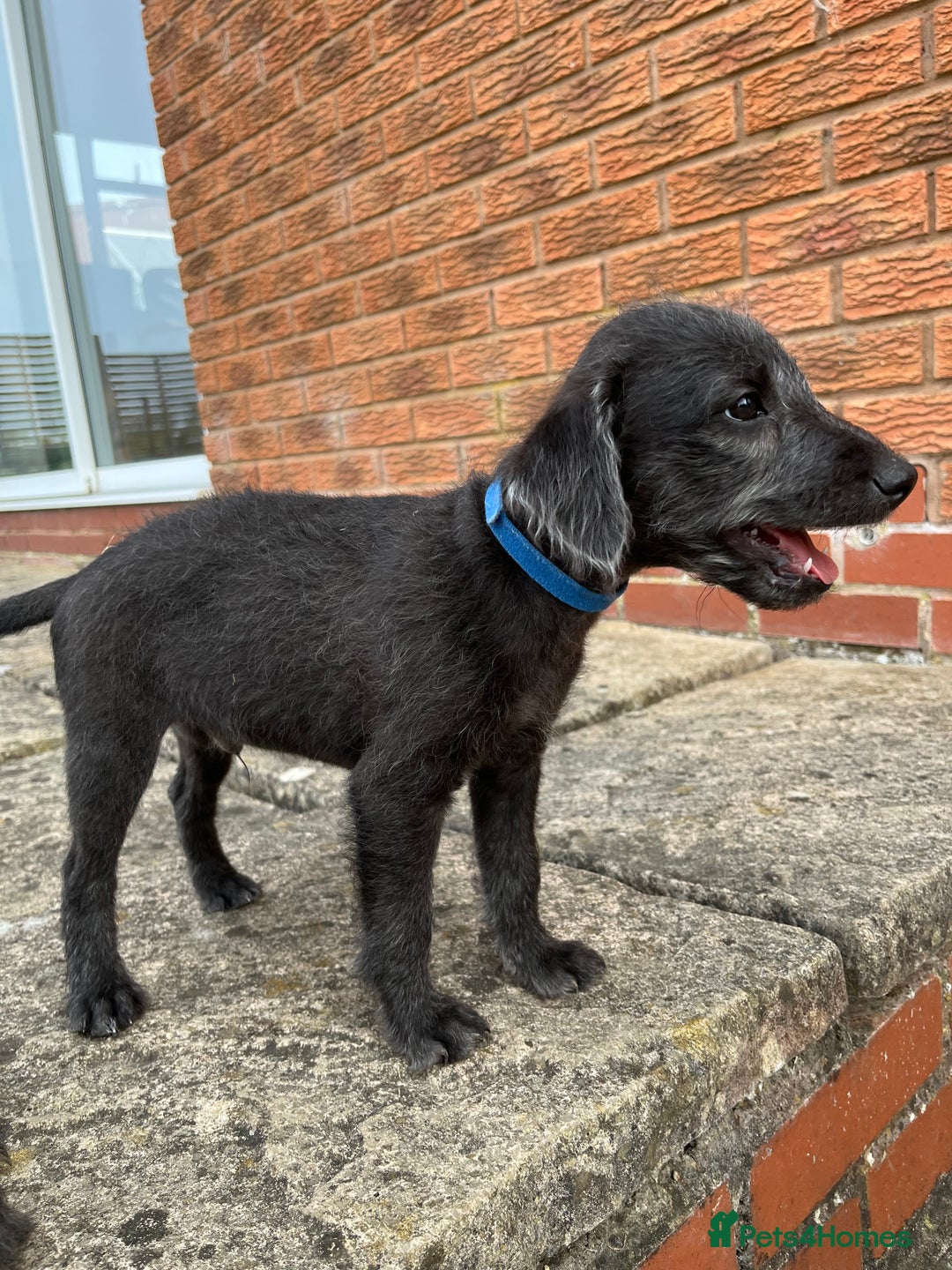 Bedlington Terrier dogs for sale: Bedlington Terrier x Italian Greyhound Puppies - Image 3