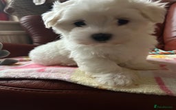 Maltese dogs for sale: Extra mini adorable pups in Bury - Image 12