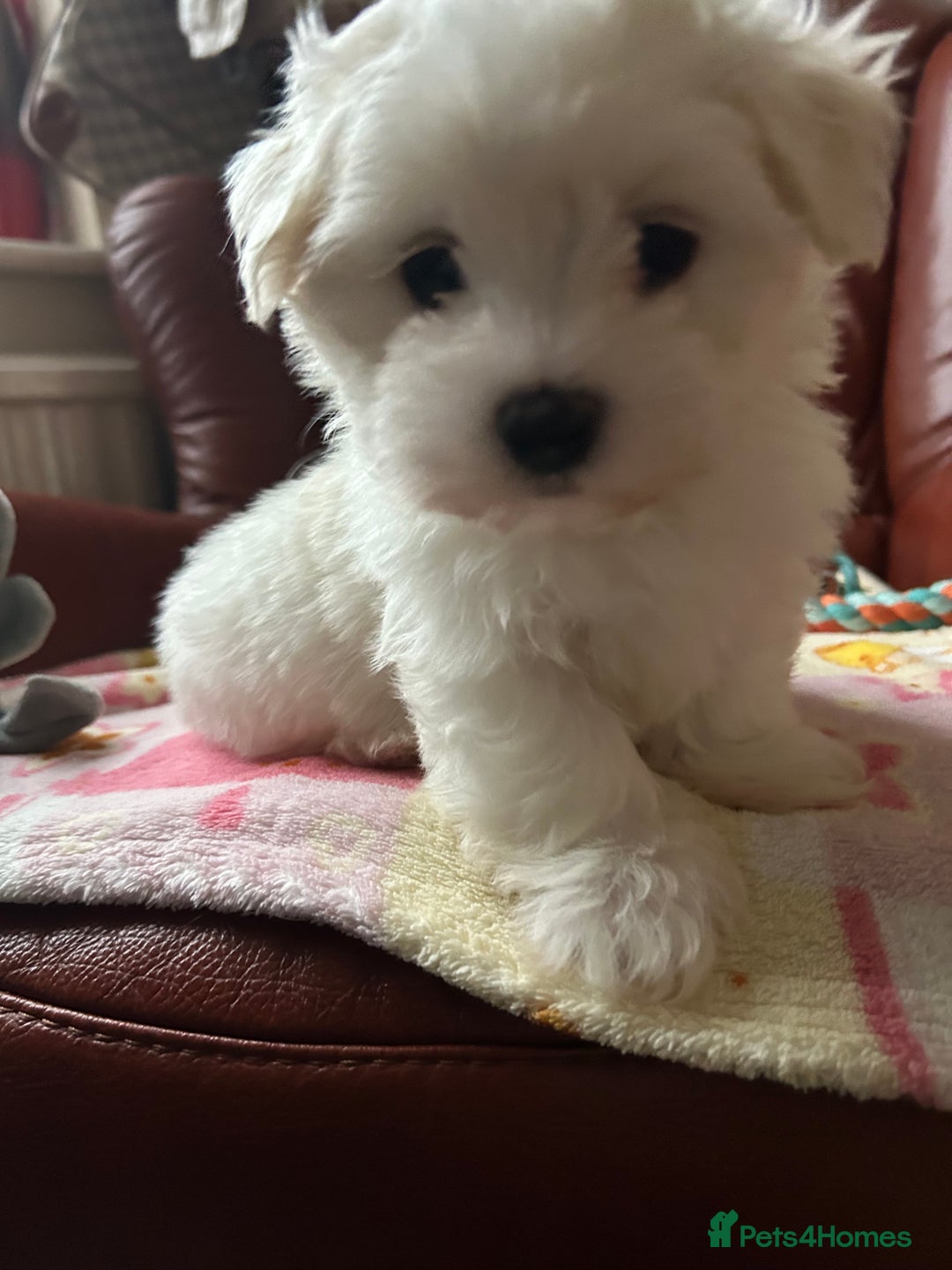 Maltese dogs for sale: Extra mini adorable pups in Bury - Image 12