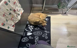 Mixed Breed dogs for adoption: Fajitas for adoption - Advert 6