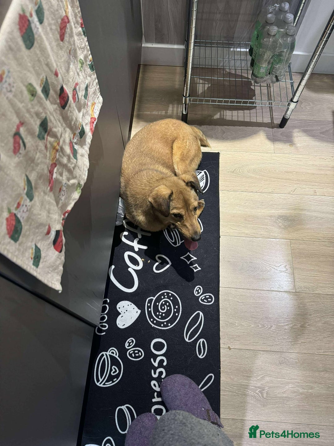 Mixed Breed dogs for adoption: Fajitas for adoption - Advert 6