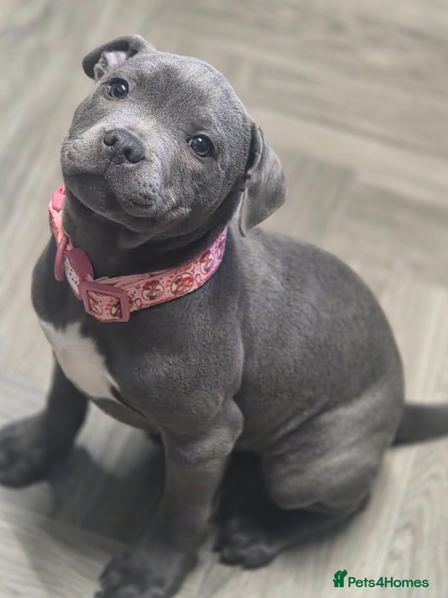 Staffordshire Bull Terrier dogs Royal regiment blue female staffie 💫 - Advert 1