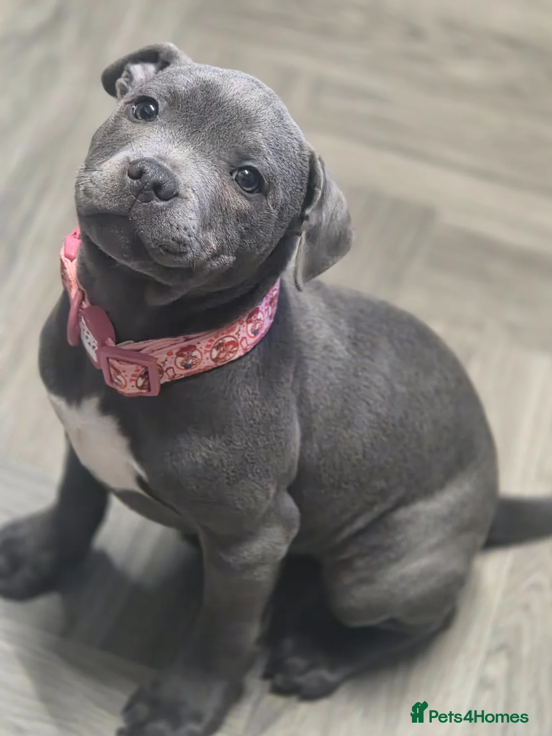 Staffordshire Bull Terrier dogs for sale: Royal regiment blue female staffie 💫 - Advert 1