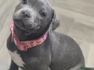 Staffordshire Bull Terrier dogs Royal regiment blue female staffie 💫 - Advert 14