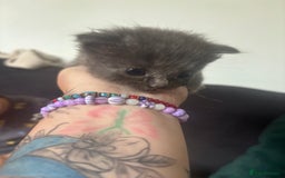 Ragdoll cats for sale: 5 Ragdoll cross babies available  - Image 4