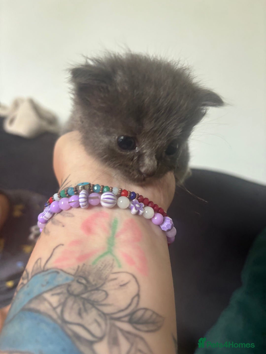 Ragdoll cats for sale: 5 Ragdoll cross babies available  - Image 4