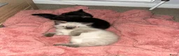 Ragamese cats for sale: 2 girls 1 boy pure bred ragamese kittens. - Advert 6