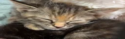 Mixed Breed cats for sale: Last little kitten ready to go to her forever home - Advert 5