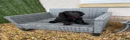 Cocker Spaniel dogs for sale: Jaxon - Advert 5