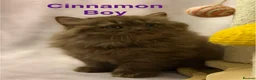 British Shorthair cats for sale: Registered Pedigree British Shorthair & Longhair  in Stafford - Advert 10
