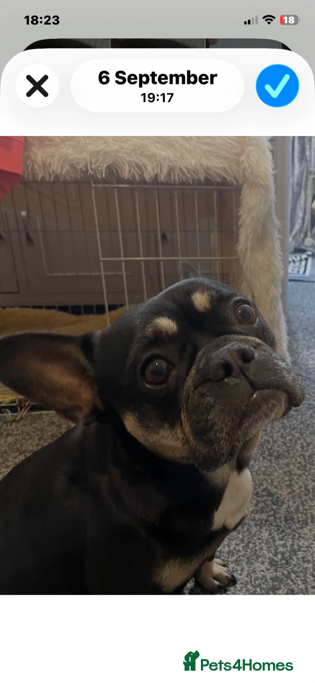 Mixed Breed dogs for sale: French jacks - Advert 1