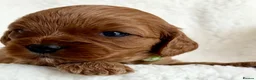 Cavapoo dogs for sale: Adorable miniature F1 red Cavapoo puppies  - Advert 4