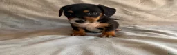 Jack Russell dogs for sale: Miniature Jack Russell puppies  - Advert 10