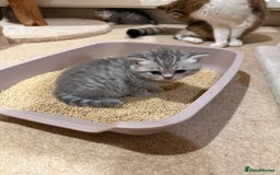 British Longhair cats for sale: Scottish Straights Longhair and Shorthair - Image 13