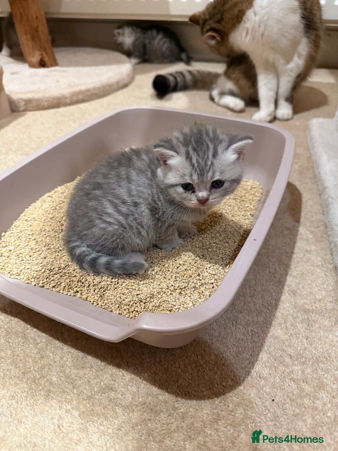 British Longhair cats for sale: Scottish Straights Longhair and Shorthair - Image 13