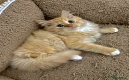 Mixed Breed cats for sale: GORGEOUS X SIBERIAN KITTENS  - Image 11