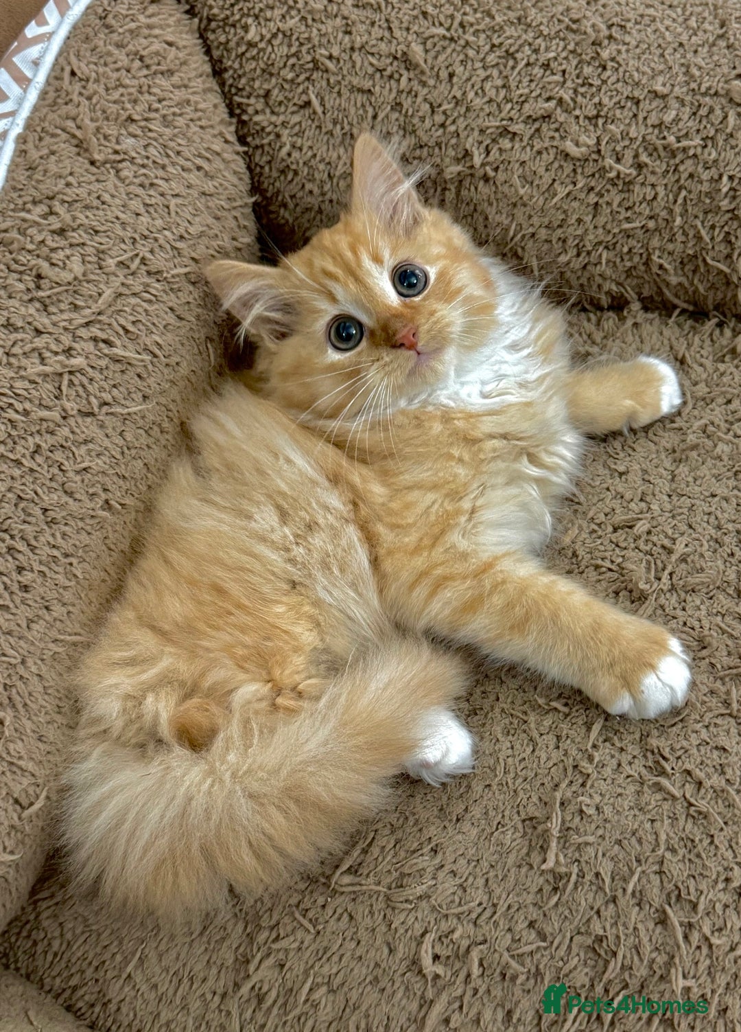 Mixed Breed cats for sale: GORGEOUS X SIBERIAN KITTENS  - Image 11