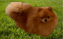 Pomeranian dogs for stud: incredible deep orange stud boy - Image 2