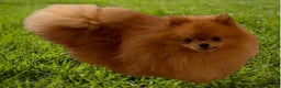 Pomeranian dogs for stud: incredible deep orange stud boy - Advert 2