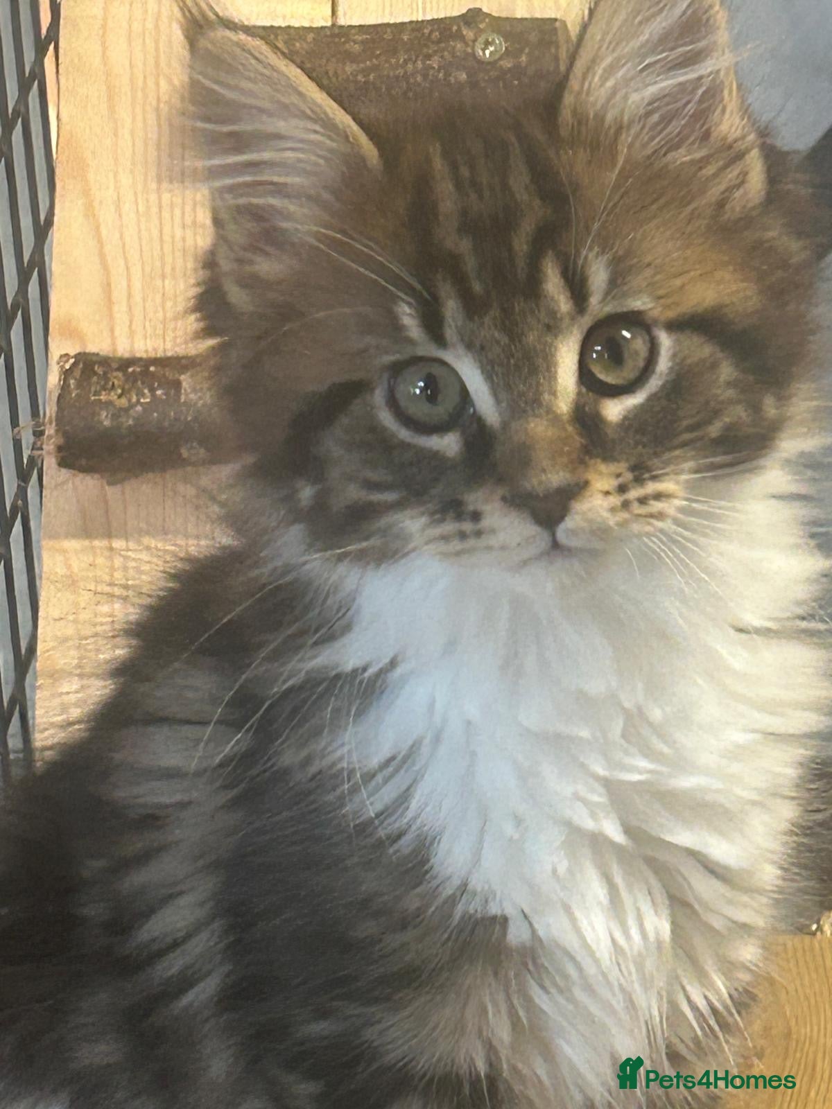 Maine Coon cats Stunning kittens  - Advert 1