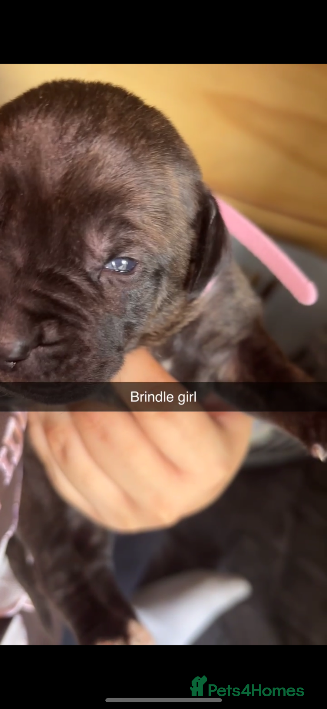 Cane Corso dogs for sale: Cane Corso first litter of puppies !! - Image 26