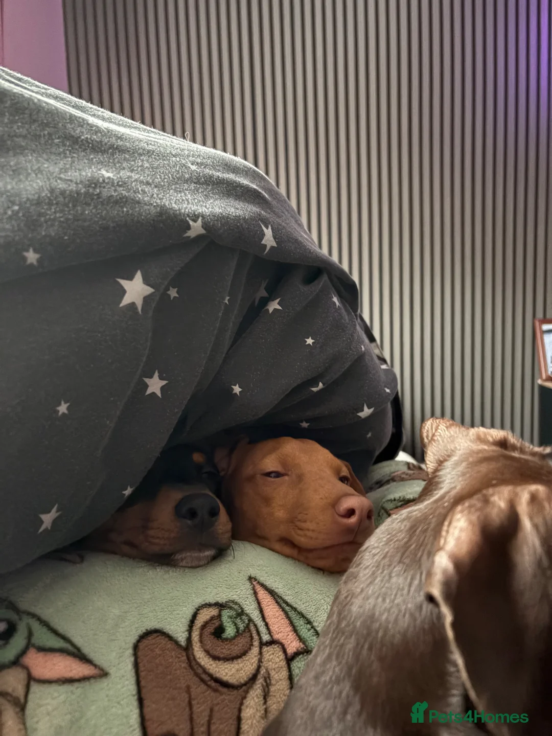 Miniature Pinscher dogs for sale: Chico  in Bellshill - Advert 8