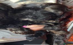 Cockapoo dogs for sale: Cockapoo Pups - Image 3