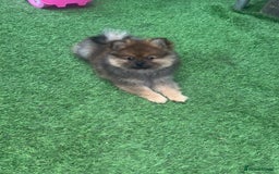 Pomeranian dogs for sale: Teddy bear Pomeranian puppy - Image 4