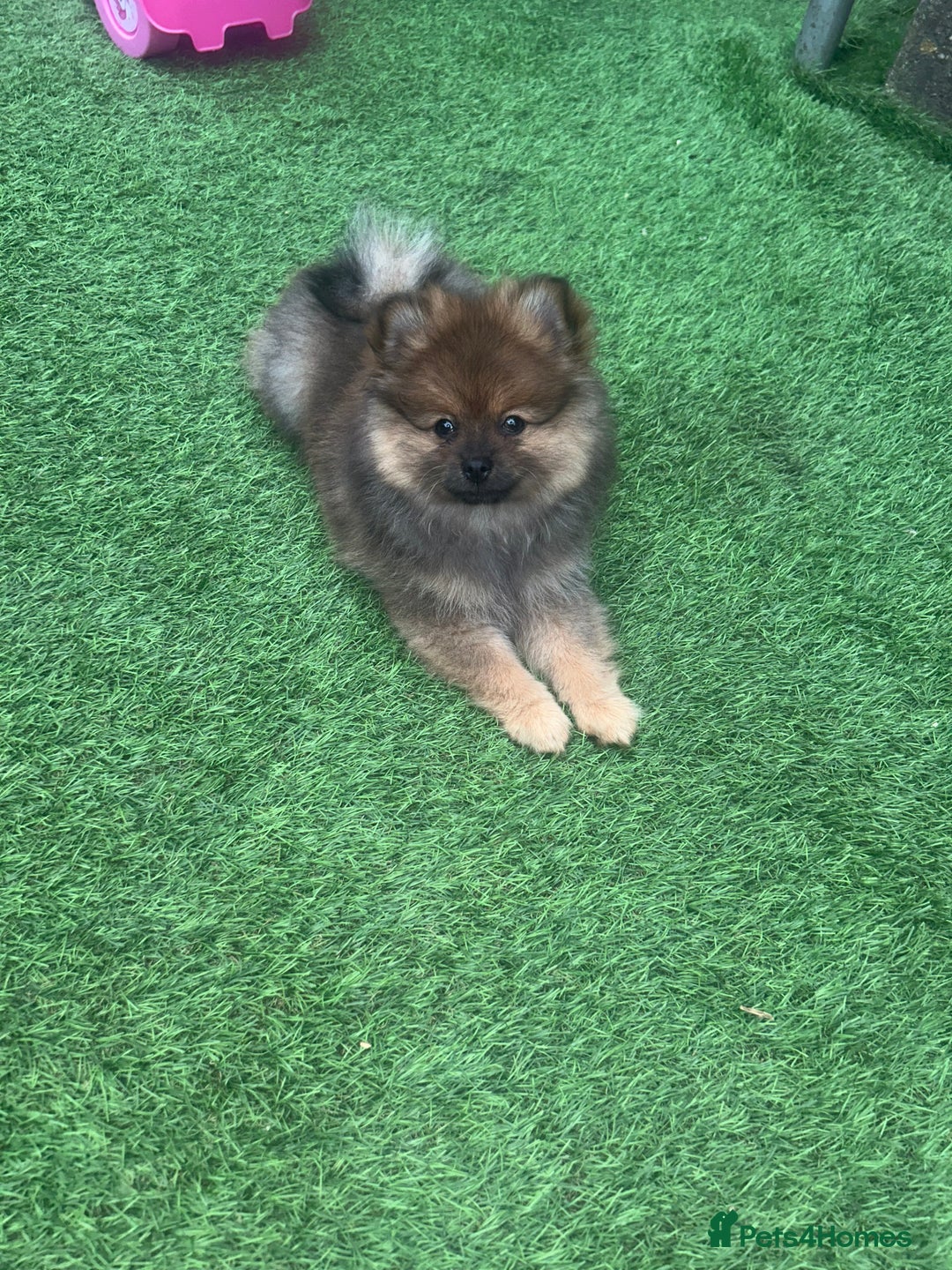Pomeranian dogs for sale: Teddy bear Pomeranian puppy - Image 4