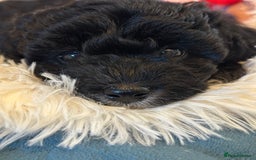 Poochon dogs for sale: Poochon puppies  - Image 32