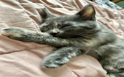 Mixed Breed cats for sale: READY NOW! Beautiful Maine Coon x female - Image 9
