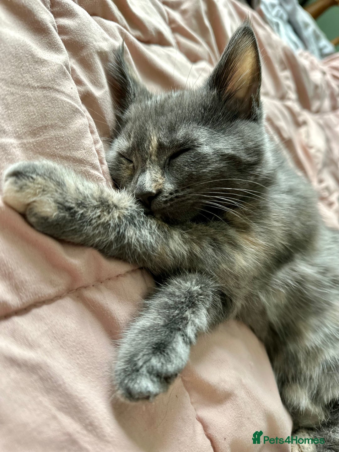 Mixed Breed cats for sale: READY NOW! Beautiful Maine Coon x female - Image 9