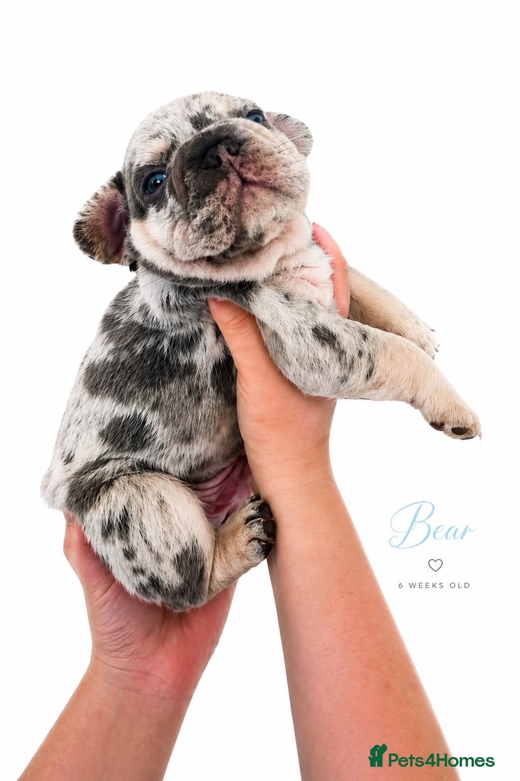 French Bulldog dogs Stunning little of French Bulldog puppies  - Advert 18