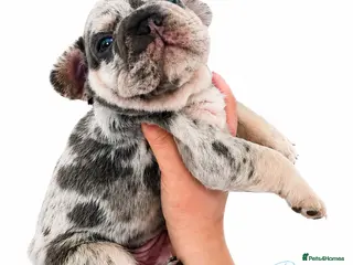 French Bulldog dogs Stunning little of French Bulldog puppies - Advert 18