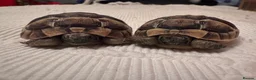 Tortoise reptiles for sale: Hatchling spur thigh tortoises  - Advert 7