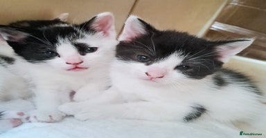 Mixed Breed cats - Advert 16