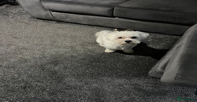 Mixed Breed dogs Alfie  - Advert 6