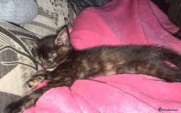 Mixed Breed cats for sale: Female kitten  - Image 8