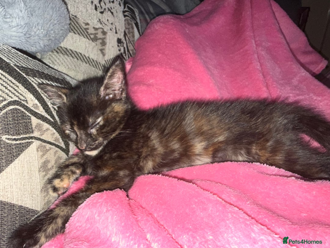 Mixed Breed cats for sale: Female kitten  - Image 8