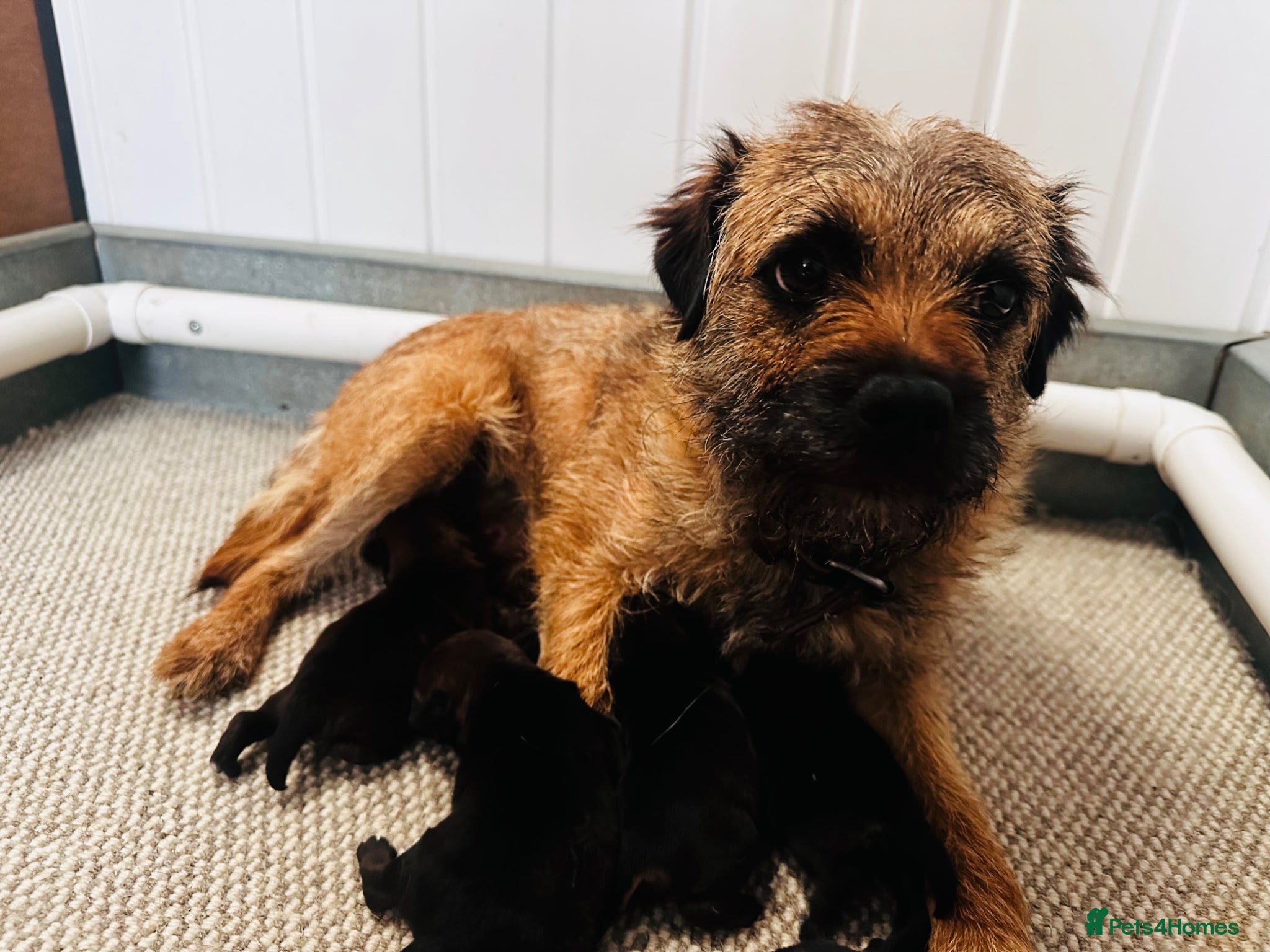 Border Terrier dogs Lovely Border Terrier Puppies Ready to Reserve - Advert 2