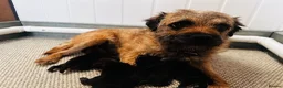 Border Terrier dogs for sale: Lovely Border Terrier Puppies Ready to Reserve - Advert 2