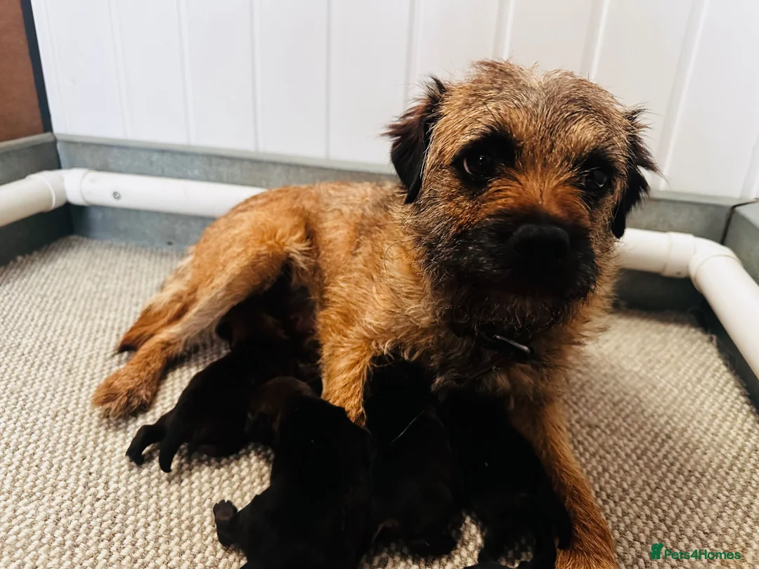 Border Terrier dogs for sale: Lovely Border Terrier Puppies Ready to Reserve - Advert 2