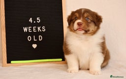Australian Shepherd dogs for sale: KC Australian Shepherd Puppies  - Image 15